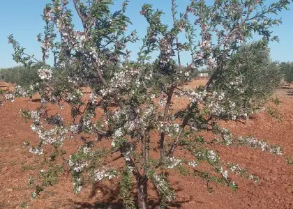 Finca Rústica en Valdepeñas, Carretera Infantes en Valdepeñas