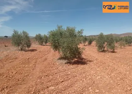 Finca Rústica en Valdepeñas, Carretera Santa Cruz en Valdepeñas