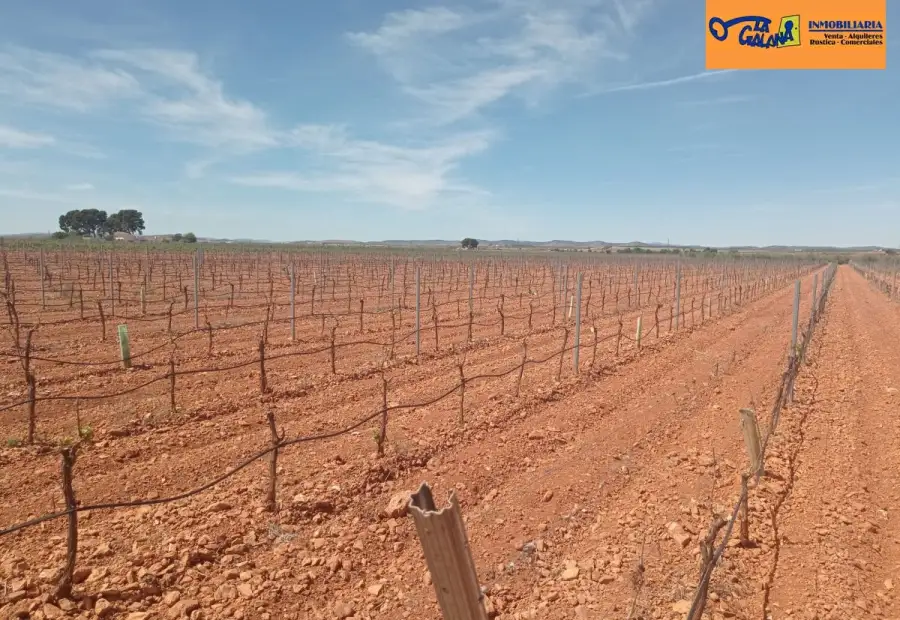 Finca Rústica en Valdepeñas, Carretera Santa Cruz en Valdepeñas