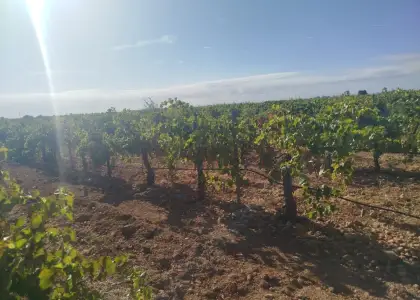 Finca rústica en venta en Alcázar de San Juan en Alcázar de San Juan
