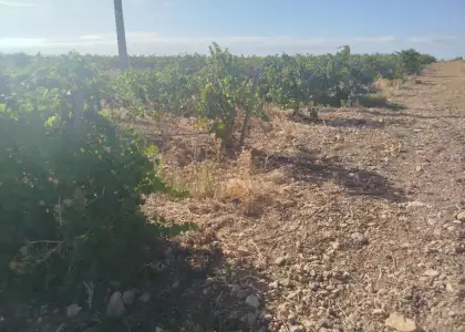 Finca rústica en venta en Alcázar de San Juan en Alcázar de San Juan