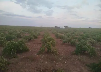 Finca rústica en venta en Manzanares en Manzanares