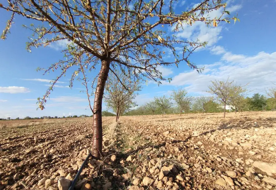 Terreno / No urbanizable En Venta CM-3109, Argamasilla de Alba en Argamasilla de Alba