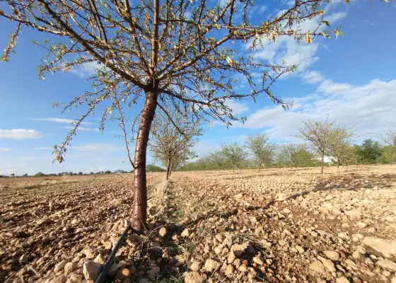 Terreno / No urbanizable En Venta CM-3109, Argamasilla de Alba